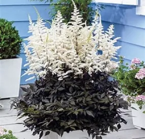 Astilbe Cappuccino 1g